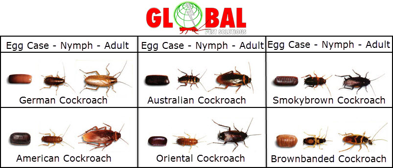 Cockroaches.jpg